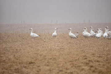 A flock of Snow Geese in flight over Pennsylvania farmland on a foggy, late-winter morning.