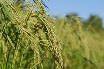 green ears of rice in the field