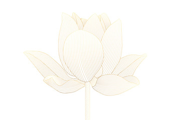 Luxury golden lotus flower floral on white background vector illustration
