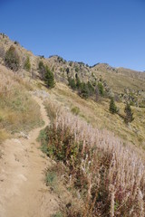 Montagne des pyrénées et fleurs blanches avec sentier