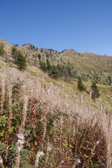 Fototapeta na wymiar Montagne des pyrénées et fleurs blanches avec sentier