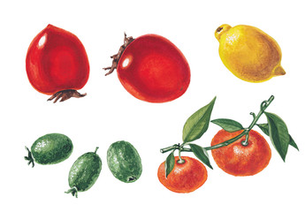 Set of tropic fruits isolated on white background.