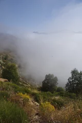 Fotobehang Brouillard en montagne avec arbre © Ourson+