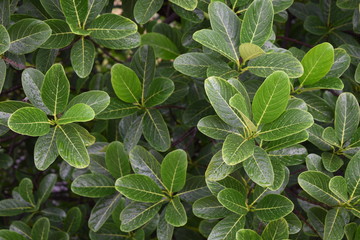 Obraz premium background of green leaves