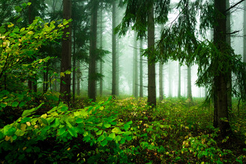 Die grüne Lunge. Nebel im Nadel Wald