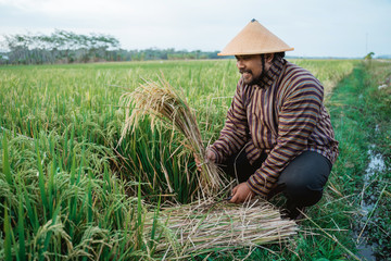 Naklejka na ściany i meble portrait of indonesian farmer checking rice grain quality in the field