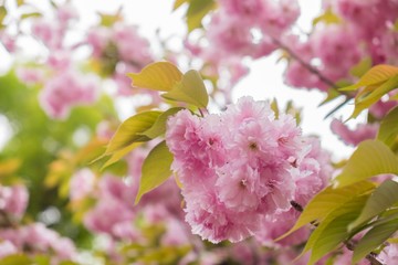 Pink sakura flower in the garden