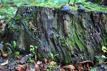 Autumn nature concept. An old tree stub covered with moss.