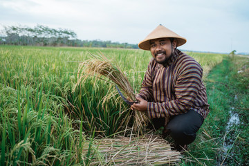 Naklejka na ściany i meble portrait of happy asian farmer with paddy rice grain during harvesting