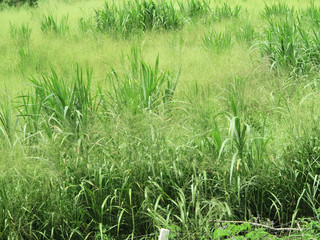 green grass in the field