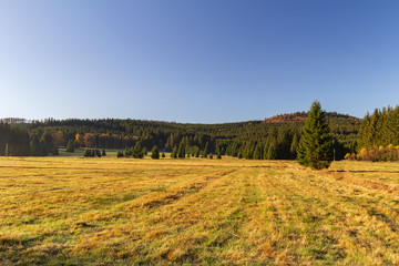 Fototapeta premium Nice autumn meadow with trees in Novohradske mountain, Czech republic