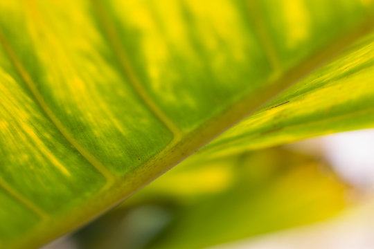 Yellow leaves as a background image, viewed from a low angle.