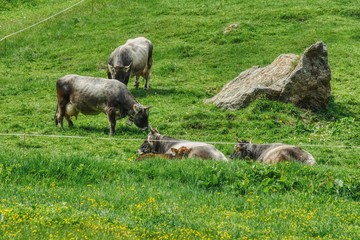 gray North Tyrolean cows while grazing on a meadow, a small herd of cows grazing near a large stone, a young calf with its mother