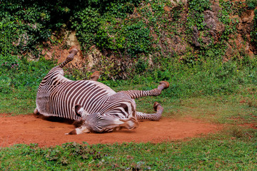 Fototapeta na wymiar a zebra walking through a green meadow