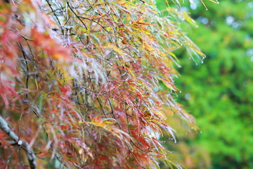 アオシダレモミジ