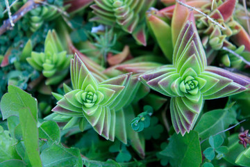 symmetric succulent