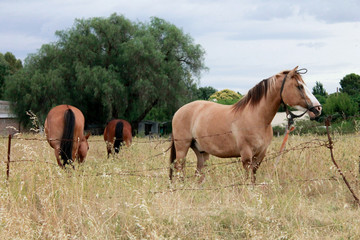 3 caballos