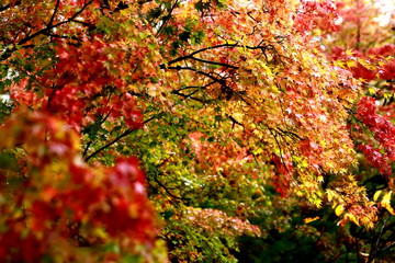紅葉