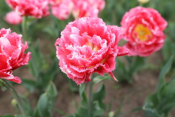 Tulip flower garden.Beautiful decorative plants bloom in spring season.Exotic colorful flowers background.Vibrant saturated colors and close up focus 