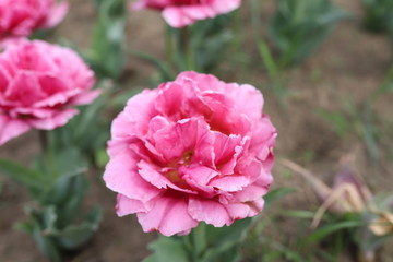 Tulip flower garden.Beautiful decorative plants bloom in spring season.Exotic colorful flowers background.Vibrant saturated colors and close up focus 