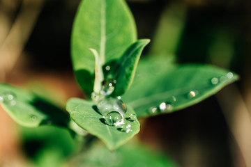 Close up on round raindrops on juicy green leaf