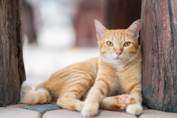 Obraz premium Close-up of ginger tabby cat sitting on the floor and looking at the camera.