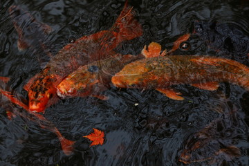 池の鯉