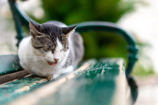 Gato dormindo e babando no banco da pra&ccedil;a na cidade de Kotor em Montenegro. Chamada de cidade dos gatos