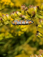 Ailanthus webworm moth on yellow flower in Toronto, Ontario, Canada