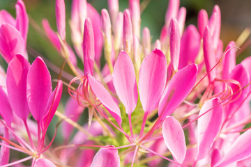 Fototapeta premium Close-up of a beautiful flower called cleome in the sun in summer