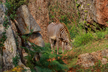 Fototapeta na wymiar a zebra walking through a green meadow