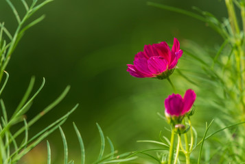 red cosmos flower blooming in the field, green background
