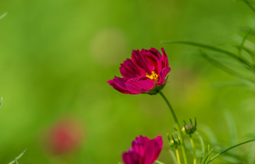 red cosmos flower blooming in the field, green background