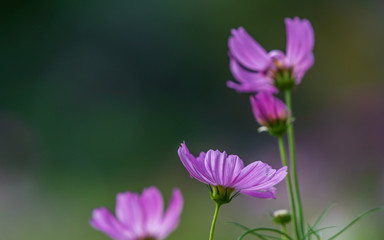 pink cosmos flower blooming in the field, green background