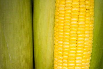 fresh organic corn. healthy food. harvested corn. used to make popcorn, cereal, cornflake, animal food. ingredient of salad for diet