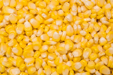 fresh organic corn. healthy food. harvested corn. used to make popcorn, cereal, cornflake, animal food. ingredient of salad for diet