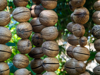 The texture of the dry shell of a decorative fruit hanging on threads. Thailand