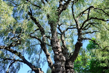Weeping Golden Willow Tree in Toronto, Ontario, Canada.