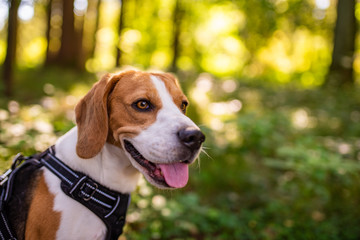 The beagle dog in sunny autumn forest. Alerted hound searching for scent and listening to the woods...