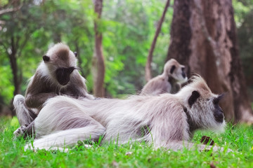 monkey in nature