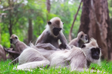 monkey in nature