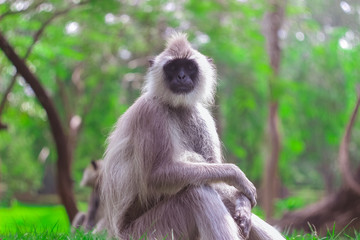 monkey in nature