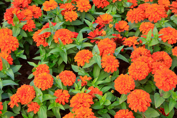 Orange flower Zinnia