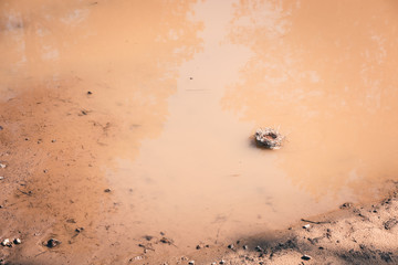 Swallowed empty nest made by birds from grass, branches and pine needles launched into puddle like boat.