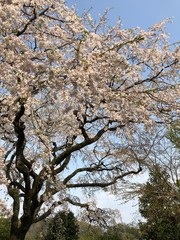 Obraz premium 桜