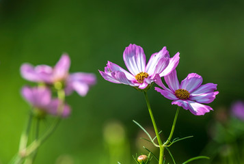 Fototapeta premium pink cosmos flower blooming in the field, green background