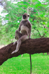 monkey in nature