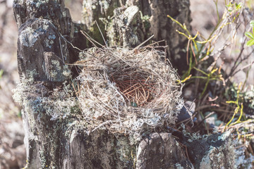 Abandoned nest made by birds from grass, branches and pine needles on pine tree stump in the forest.