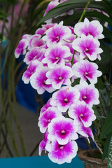 Orchids are exotic tropical flowers plants in various colors grow wild and in garden. Competition...