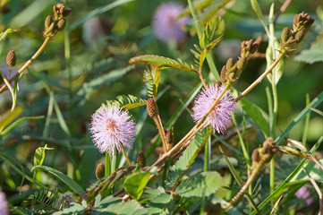 Branch of pink mimosa pudica flower and buds. Sensitive plant